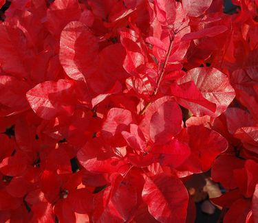 Cotinus x 'Grace' - Fall Color