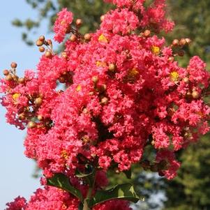 Lagerstroemia x Tuscarora