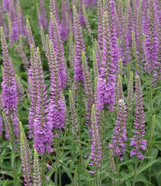 Veronica longifolia Eveline