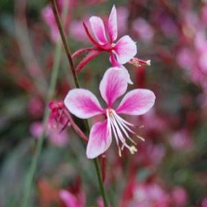 Gaura lindheimeri Siskiyou Pink