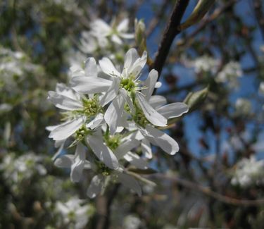 Amelanchier x grandiflora Autumn Brilliance - Apple Serviceberry 