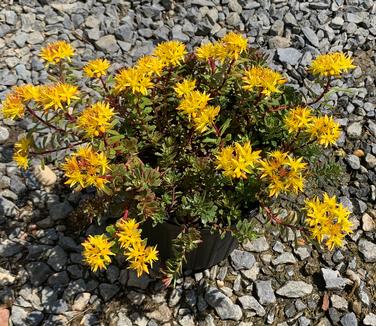 Sedum floriferum Weihenstephaner Gold