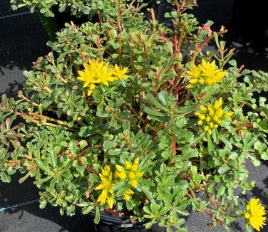 Sedum floriferum 'Weihenstephaner Gold' - Stonecrop from Pleasant Run Nursery