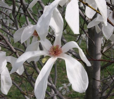 Magnolia xkewensis Wada's Memory