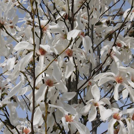 Magnolia x 'Wada's Memory' - Magnolia