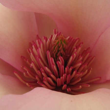Magnolia x 'Blushing Belle' - Magnolia