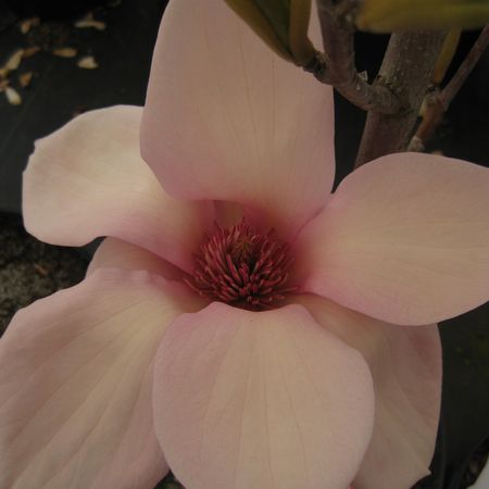 Magnolia x 'Blushing Belle' - Magnolia