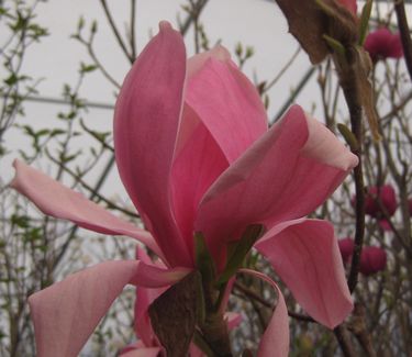Magnolia x Blushing Belle