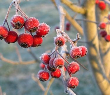 Crataegus viridis Winter King