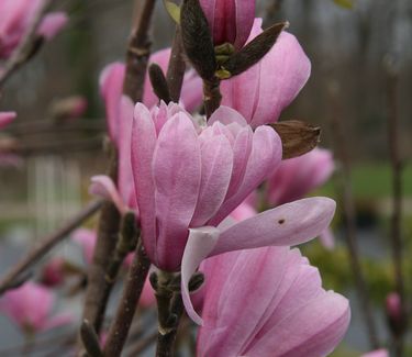 Magnolia stellata Chrysanthemiflora