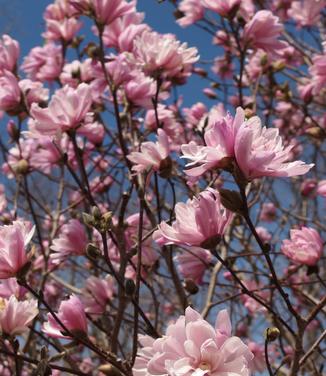 Magnolia stellata Chrysanthemumiflora