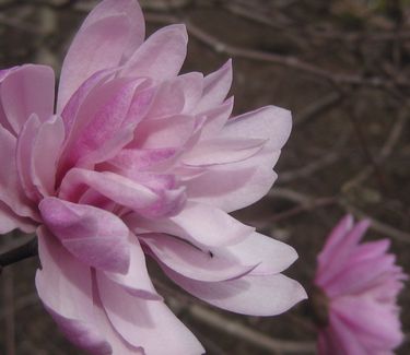 Magnolia stellata Chrysanthemiflora