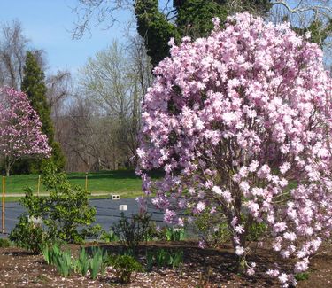 Magnolia stellata Chrysanthemiflora