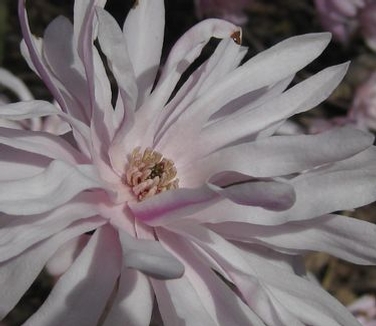 Magnolia stellata Chrysanthemiflora