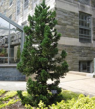 Cryptomeria japonica Black Dragon @ The Scott Arb