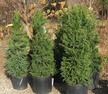 Cryptomeria japonica Black Dragon