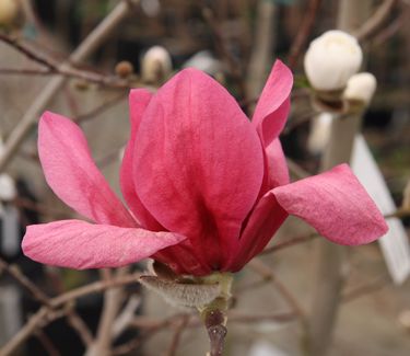 Magnolia x Vulcan - Magnolia