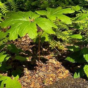 Podophyllum peltatum 