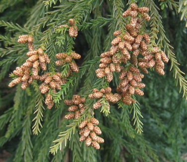 Cryptomeria japonica Radicans