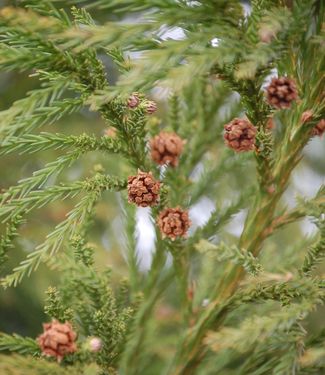 Cryptomeria japonica Radicans 