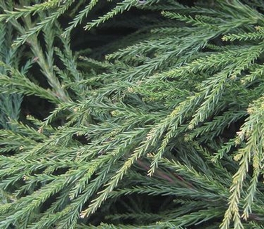 Cryptomeria japonica Radicans