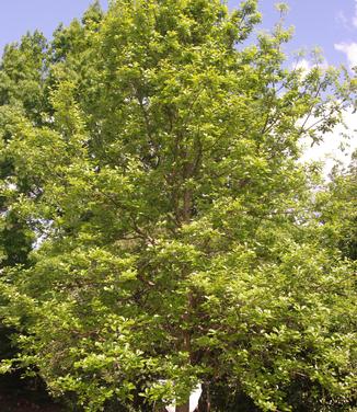 Quercus bicolor (@ UDel)