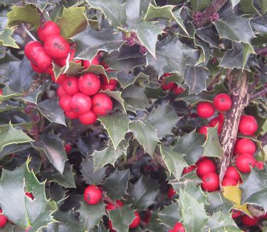 Ilex x Red Beauty