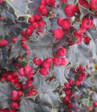 Ilex x Red Beauty