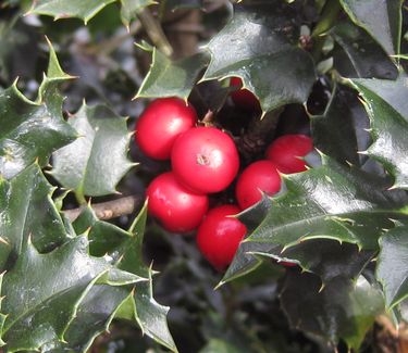 Ilex x Red Beauty