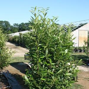 Prunus laurocerasus Schipkaensis