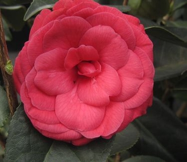 Camellia x Arctic Rose