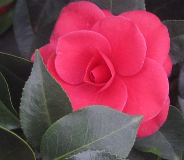 Camellia x Arctic Rose