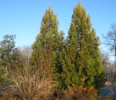 Cryptomeria japonica Yoshino