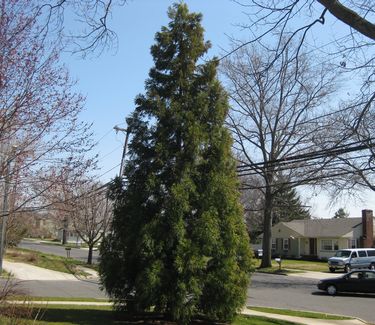 Cryptomeria japonica Yoshino - Japanese Cedar 