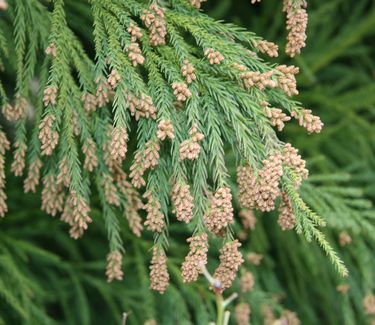 Cryptomeria japonica 'Yoshino' - Japanese Cedar