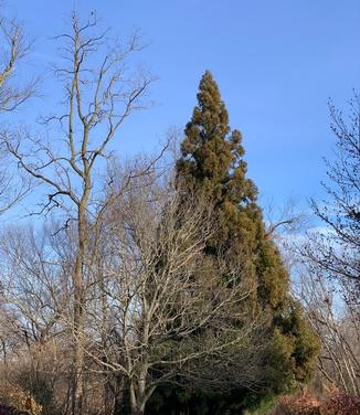 Cryptomeria japonica Yoshino