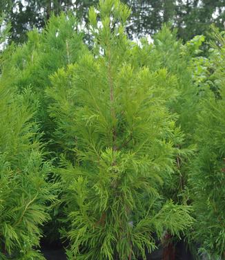 Cryptomeria japonica Yoshino