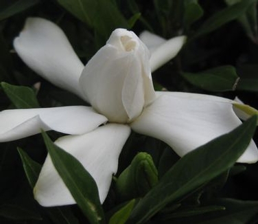 Gardenia jasminoides Frostproof