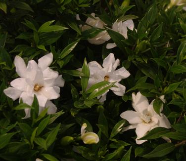 Gardenia jasminoides Frostproof