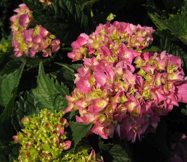 Hydrangea macrophylla Glowing Embers - Bigleaf Hydrangea 