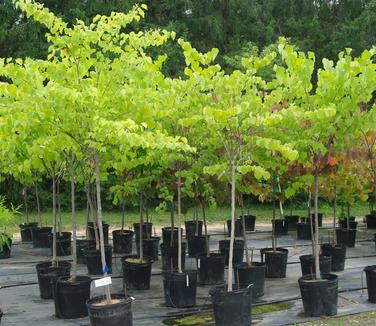 Cercis canadensis 