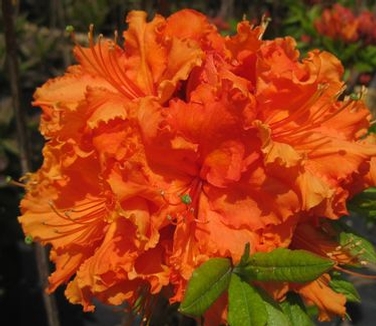 Rhododendron Gibraltar