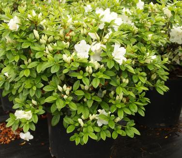 Rhododendron Girard Pleasant White