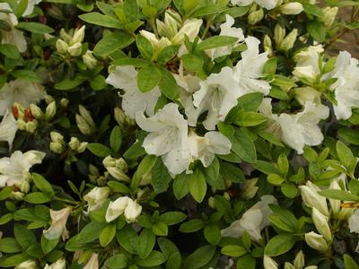 Rhododendron Girard Pleasant White