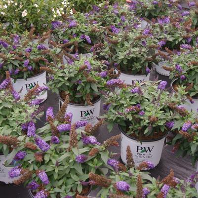 Buddleia x Pugster Blue®