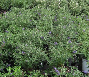 Buddleia x Flutterby Petite™ 'Blue Heaven' 