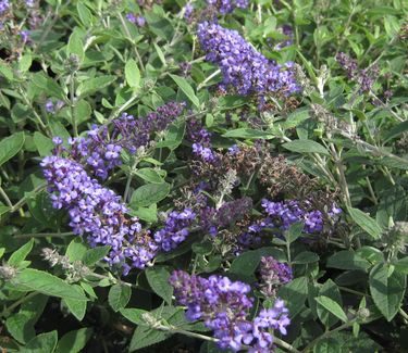 Buddleia x Flutterby Petite™ 'Blue Heaven'