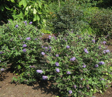 Buddleia x Flutterby Petite 'Blue Heaven' - Butterfly Bush