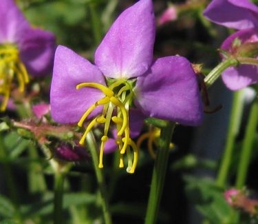 Rhexia virginica - Meadow Beauty