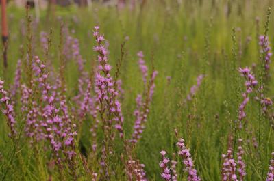 Liatris microcephala 